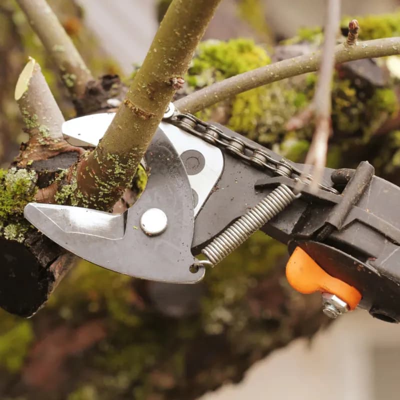 Tree trimming project