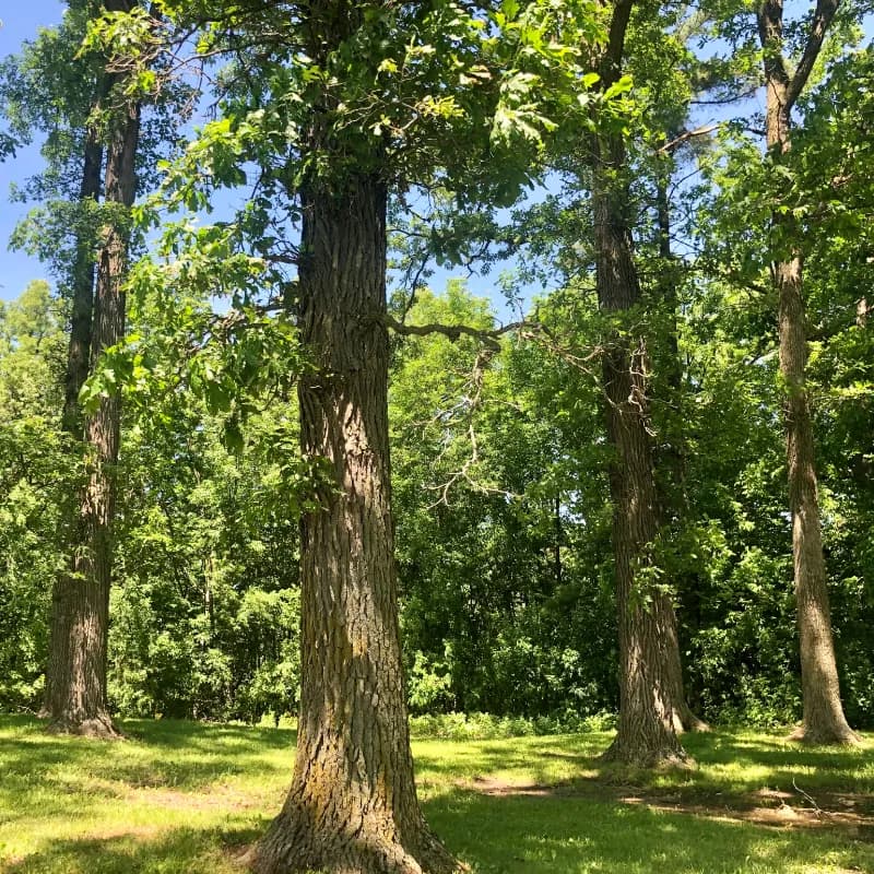 Tree removal project