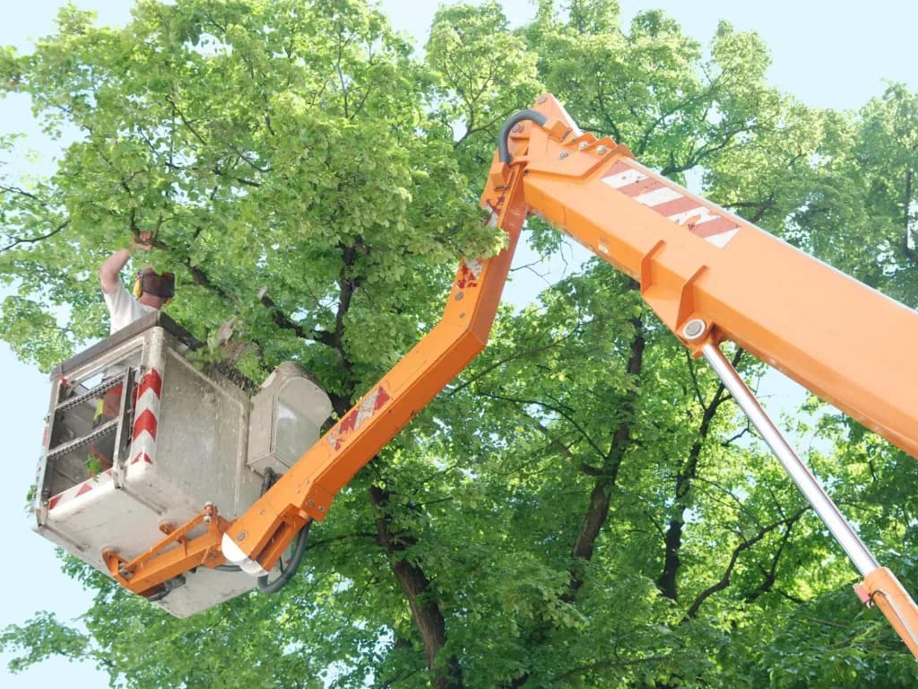 Professional tree care team