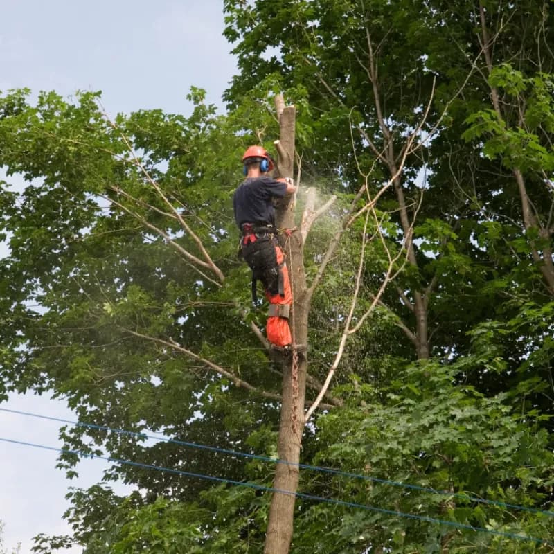 Emergency tree service