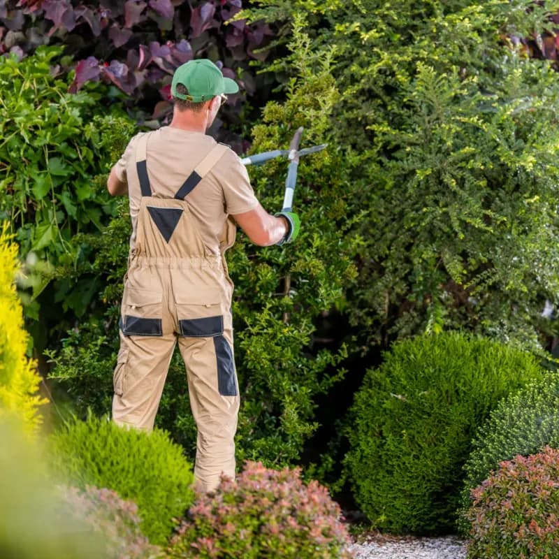 Tree health care service