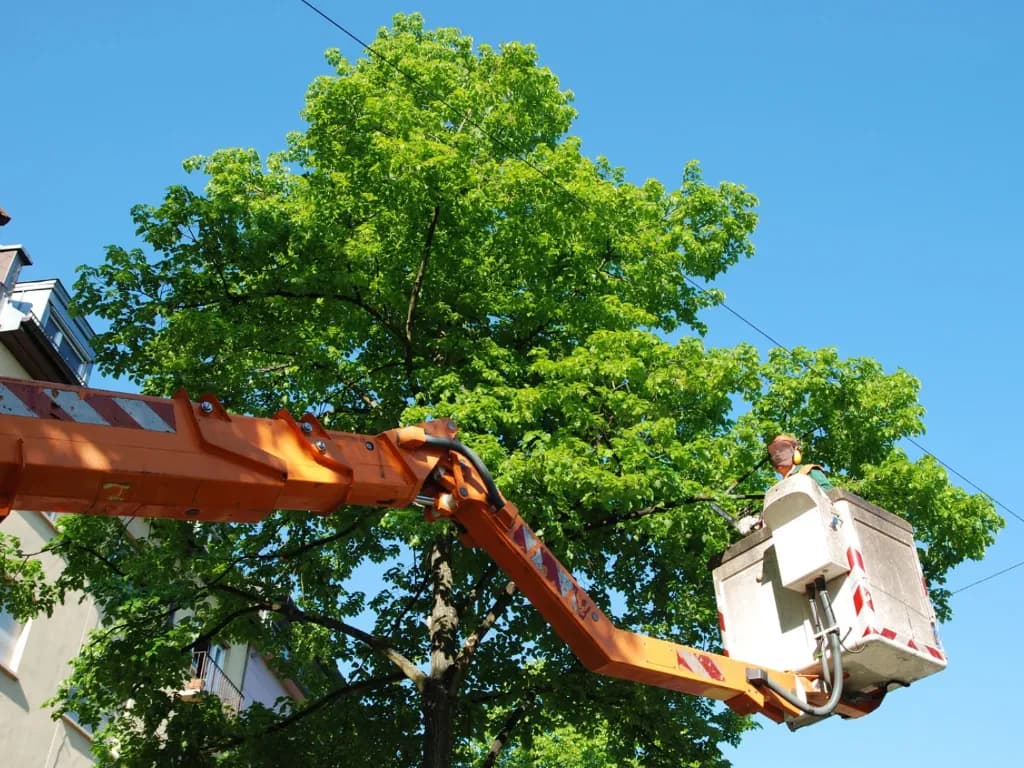 Professional tree trimming service